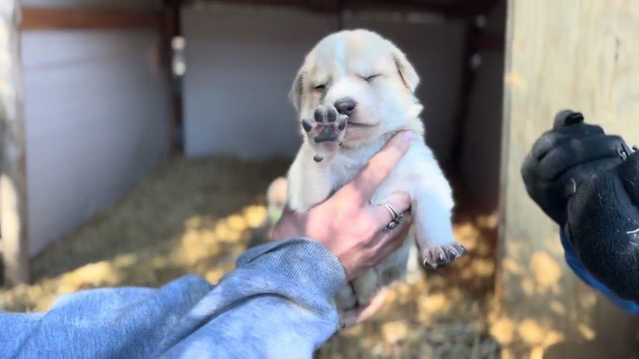New Collars for 3 Week Old Pyrenees Mix Puppies