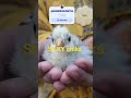 #SILKY# chiks# reel# shots# SILKY# fast #birds#kids#