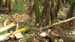 Prevention and control of banana fusarium wilt