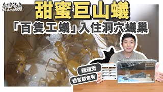 最高貴的「甜蜜巨山蟻」入住新厝上百隻金色螞蟻大搬家超療癒親親、餵食秀螞蟻明星系列更新