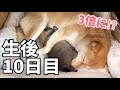 【3倍に⁉︎ママもおっぱいも独り占めの子犬。生後10日の姿が可愛いすぎた♡】豆柴さにらむ #53