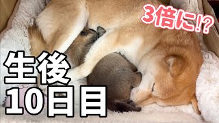 【3倍に⁉︎ママもおっぱいも独り占めの子犬。生後10日の姿が可愛いすぎた♡】豆柴さにらむ　#53 by SunnyRum channel 125,280 views 1 year ago 10 minutes, 56 seconds