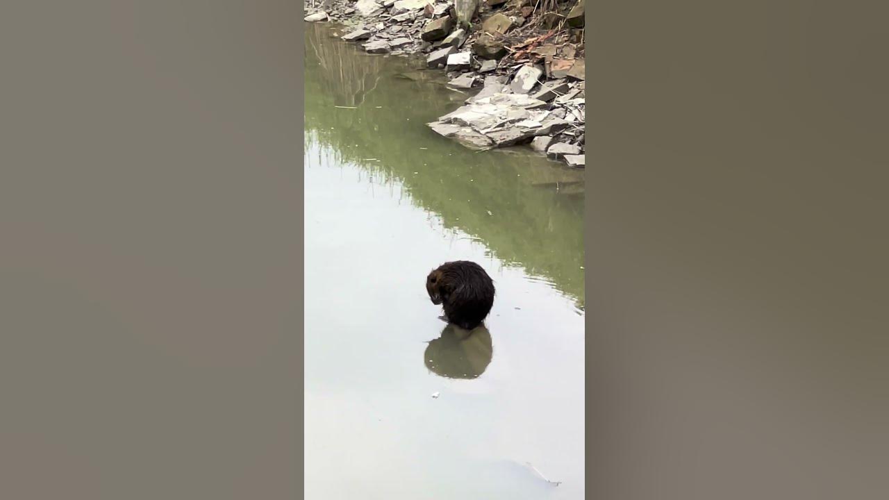Ч-6 Водяний щур, Нутрія в дикій природі, Дика Нутрія, Водяна криса # ...