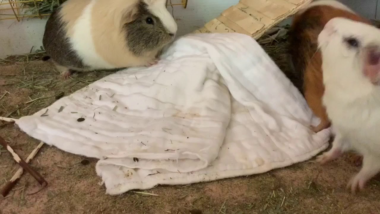 guinea pigs jumping YouTube