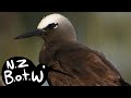 Black noddy - New Zealand Bird of the Week