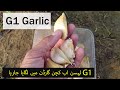 G 1 Garlic in Kitchen garden | Big Size garlic Variety | Happy Plants