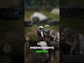 Missouri Fox Trotter em Red Dead Redemption 2: o que fazer depois de capturar!
