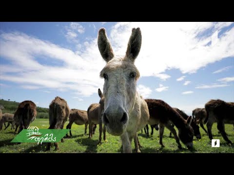 თემურ ლომიძის სახედრების ფერმა სოფელ სააკაძეში