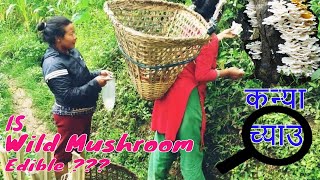 Wild Moshroom edible  ॥ ज‌ंगली च्याउ खान हुन्छ/हुँदैन  ॥ Asim Dungmali ॥