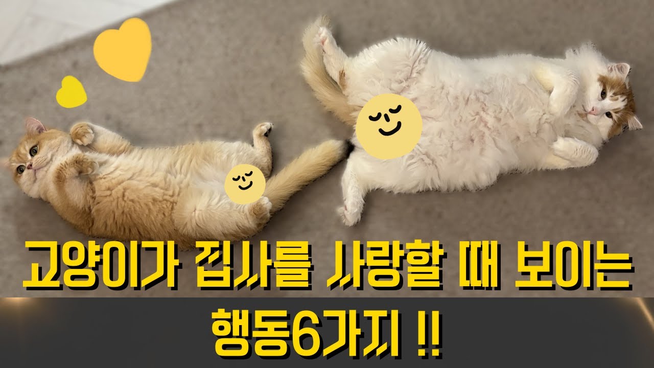 고양이가 집사를 사랑할 때 보이는 행동.  대표적인 행동6가지