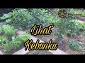 LIHAT KEBUNKU