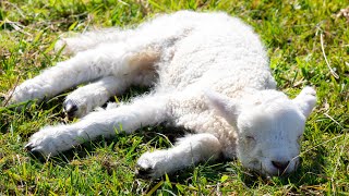 Lambing New Zealand on Michelle & Ray's Farm