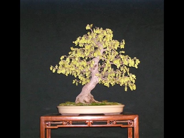 indoor bonsai ficus Ficus Indoor Bonsai Tree main image 1
