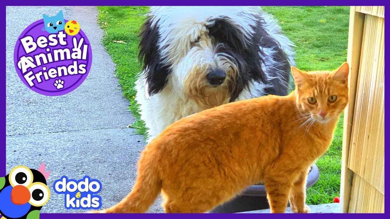 仲條正義「IS IT MOUNTAIN CAT OR MOUNTAIN DOG」 CAT OF THE