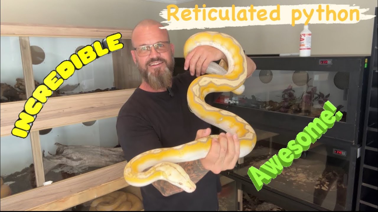 Epic💥Reticulated Python! Future breeder! - YouTube