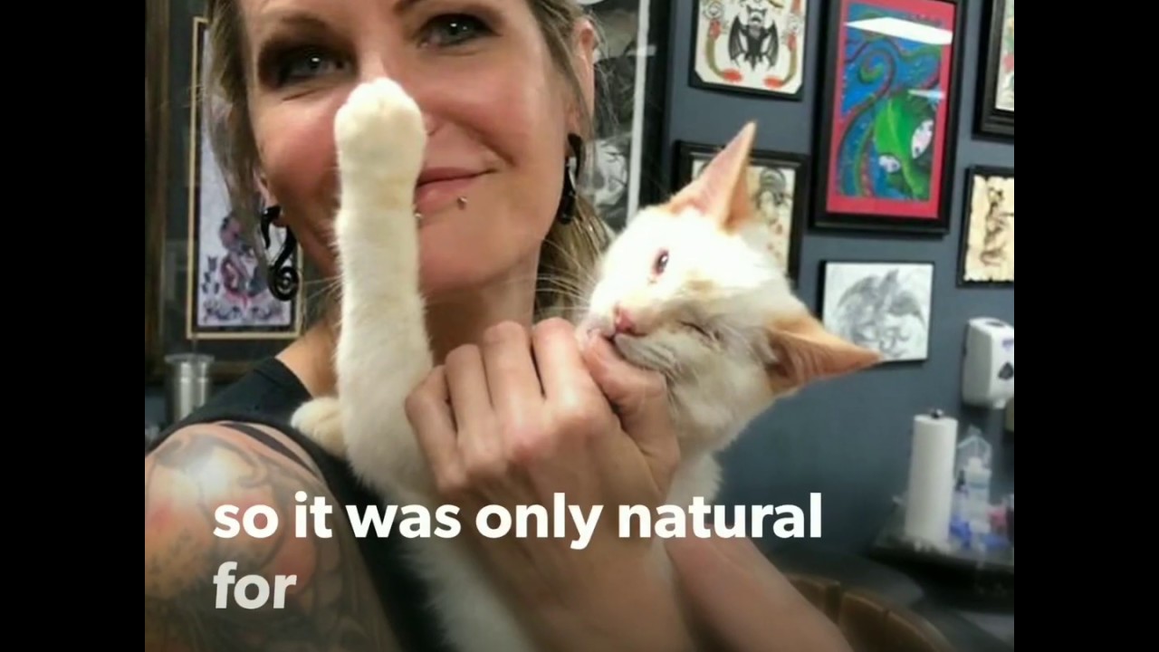 Shannon Fosters 100 Animals Per Year Include Hercules The Deaf-blindness Cat