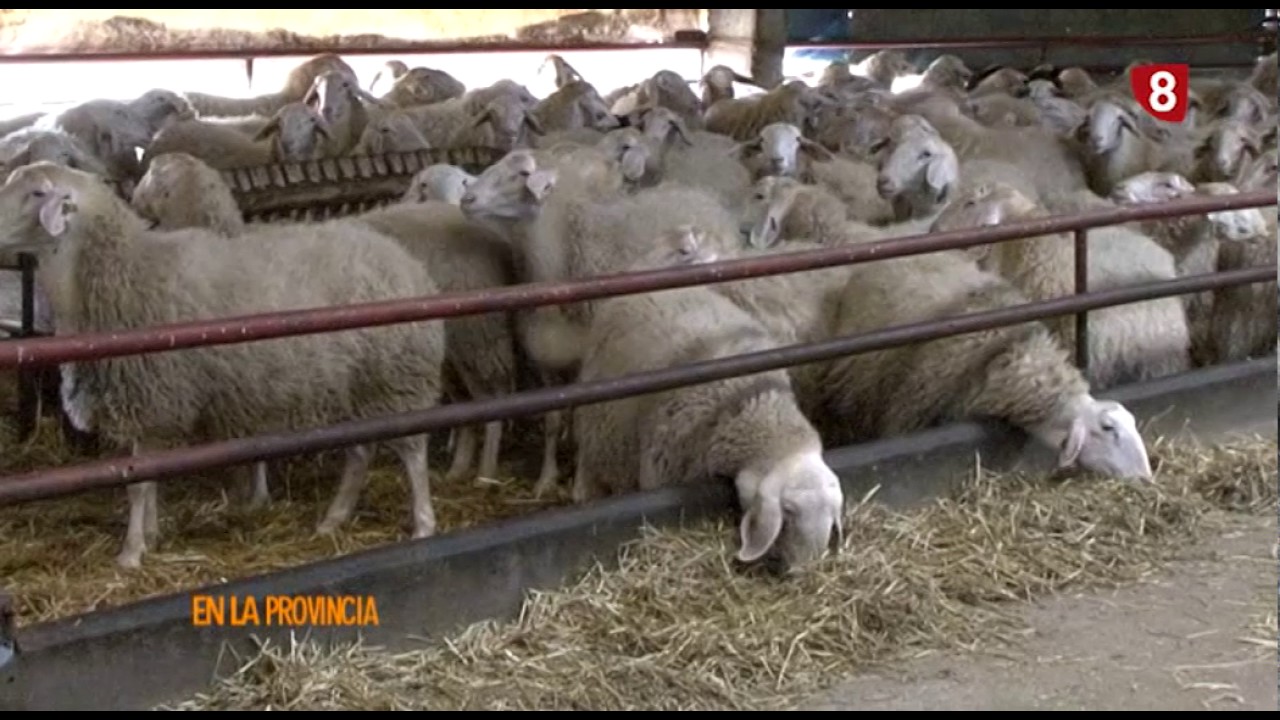 En la Provincia El Zamorral