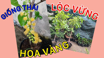 Cây Lộc vừng hoa vàng giống thái 0386569374 -Hoa kiểng Cái Mơn, Chợ Lách- Ngọc Ngân Bến Tre