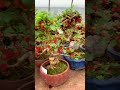 El fertilizante asiático que hace crecer tus huertos frutales #fertilizante #plantas