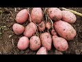 Картофель. Самые урожайные сорта