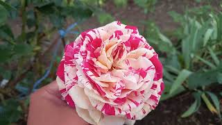 Цветение роз в саду после ливневых дождей 16 мая 2024 г.
