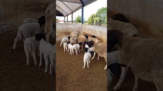 nascimento de borregos Dorper