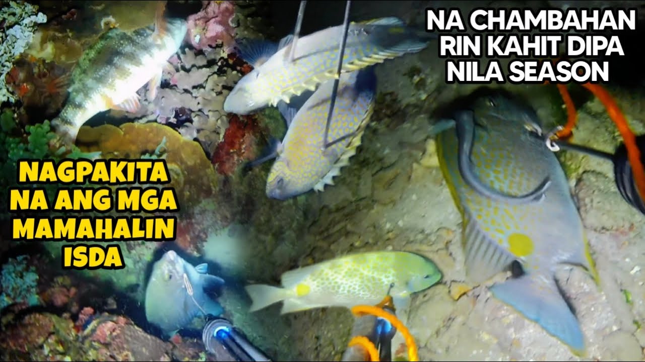 EP 239: NAGPAKITA NA ANG MGA MAMAHALIN ISDA NA CHAMBAHAN RIN KAHIT DIPA NILA SEASON 🙏