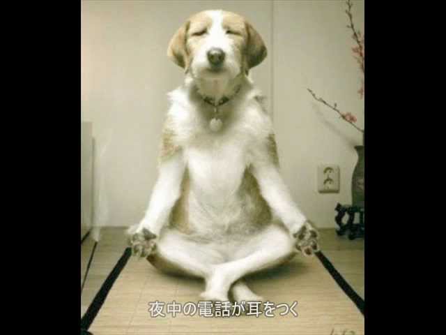 犬の面白画像を集めてみました Youtube