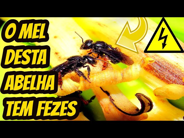 Abelhas sem ferrão: Irapuã (Trigona spinipes)