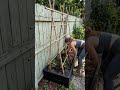 A few simple seeds, a little sunlight, and patience... that's beautiful bitter melon garden #shorts