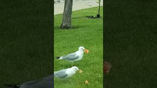 Seagull Pizza Party  #pizza #pizzaparty #racinewisconsin