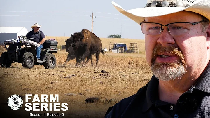 Raising Buffalo on the Front Range | Memphis Bison...