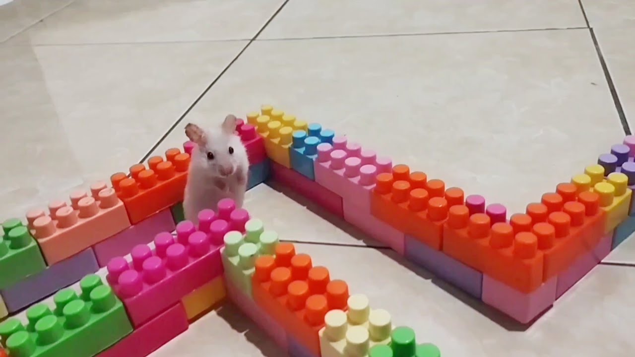 May you always be happy with my little hamsters 🐹