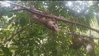 PASANG PULUT DI POHON KECIL POIN  BANYAK BURUNG FLAMBOYAN,@cipungchannel8202