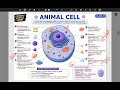 Animal Cell Structure | Biology Exam Topic | Science GK | Easy Explain | NCERT | PYQ