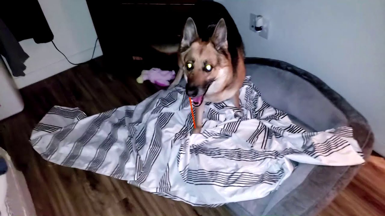 My dog is possessed YouTube