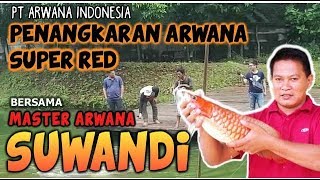 PENANGKARAN ARWANA SUPER RED - CIBUBUR - YouTube