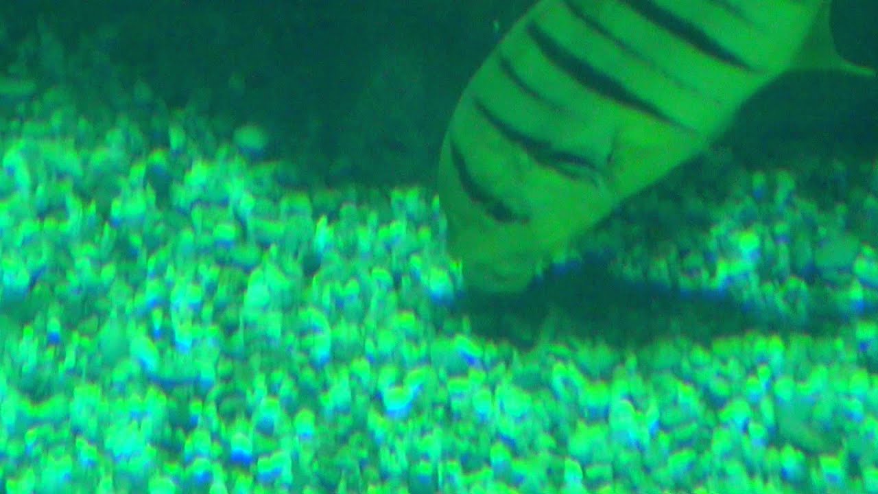 コガネシマアジ 黄金島鰺 Golden Trevally Youtube