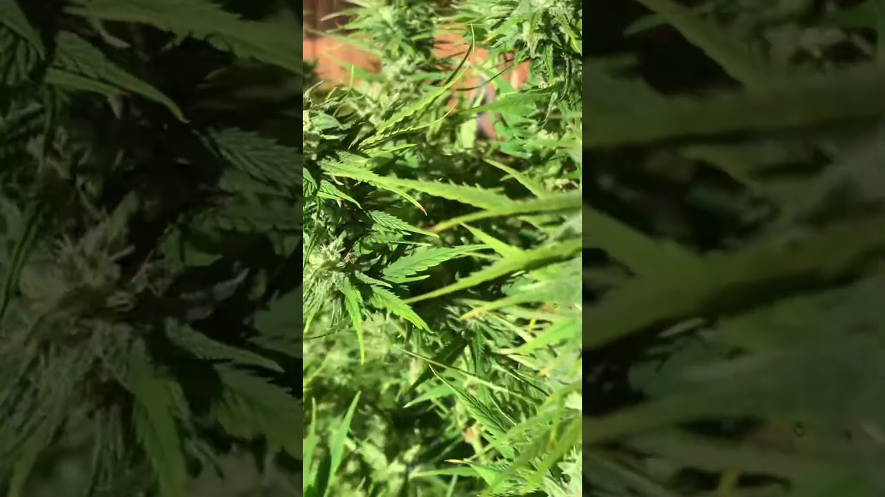 Durban Fem from Sensi Seeds outdoor grow 2024 october
