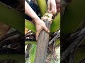 PROCESSING COCONUT TODDY HIGHLIGHTS#1 #coconuttoddy #coconutwine