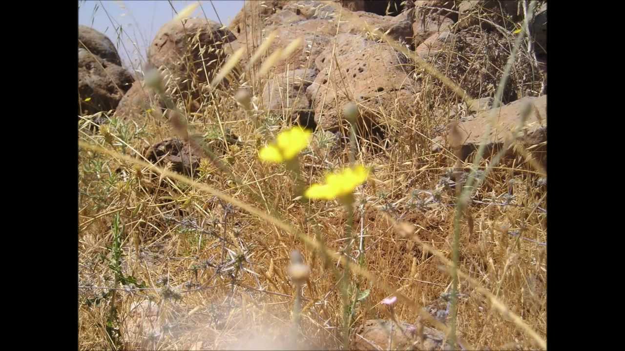 UNDOF AUSBATT POS  27   2003