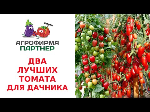 Видео: Почему Кошки любят String так много?