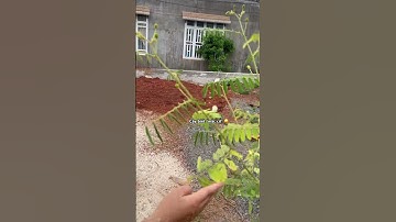 Cây trinh nữ- cây mắc cỡ #lifeisbutadream #beauty #caycanh