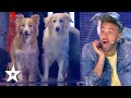 Dancing Dogs WOW Judges on Spain's Got Talent 2021 | Got Talent Global