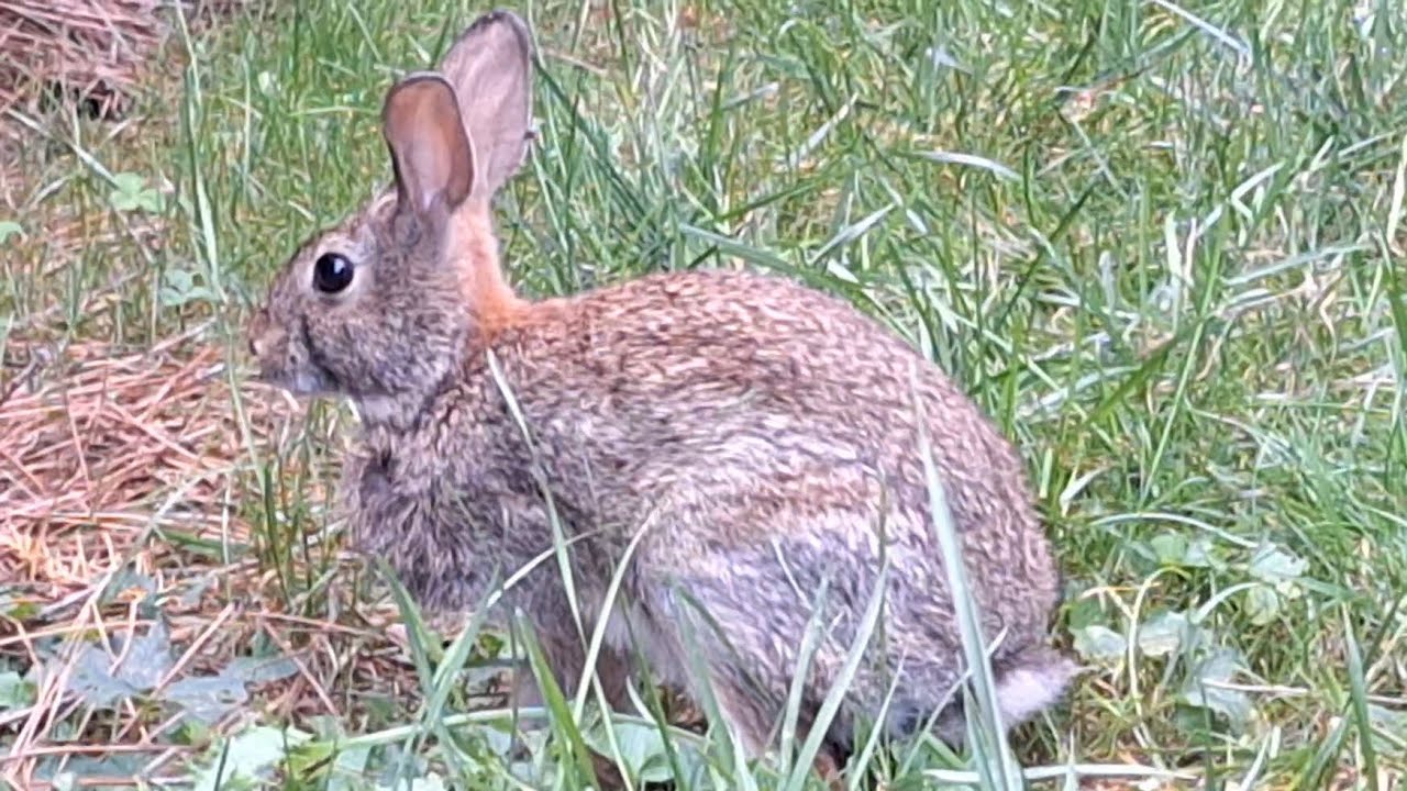 Wild Rabbit Iowa Wild Rabbit at Botanical Garden - YouTube