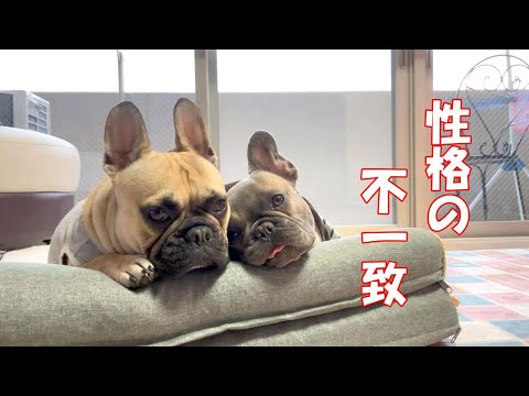 フレンチブルドッグ、こんなに性格が違う!?
