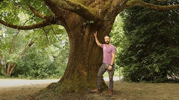 Plant ID: bigleaf maple (Acer macrophyllum)