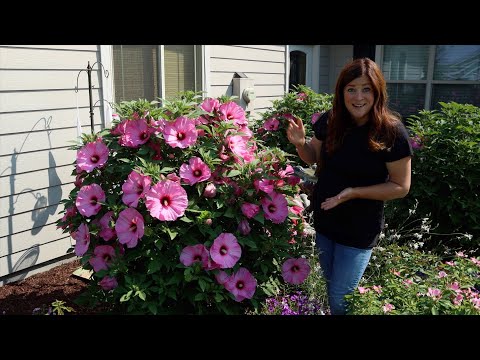 Update Tour of the Hibiscus We’ve Planted the Last Few Years! 🌺😍 // Garden Answer