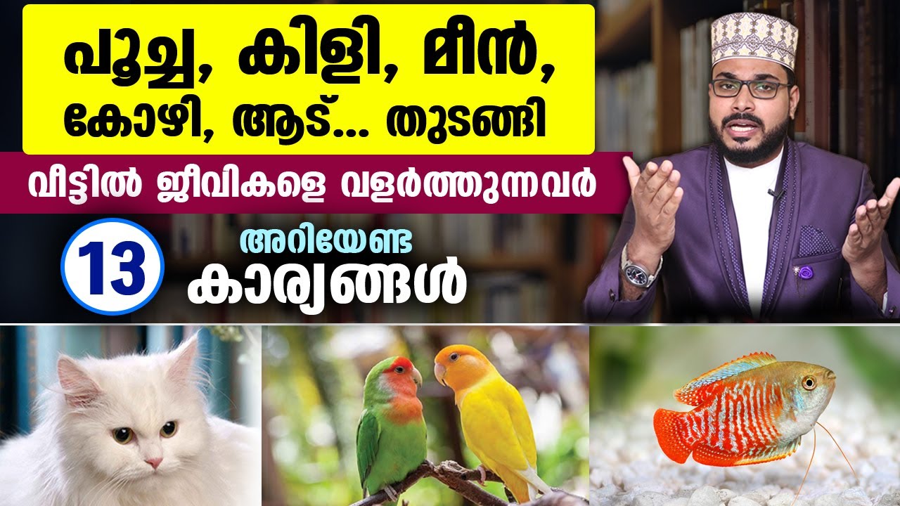 പേർഷ്യൻ പൂച്ച, അലങ്കാര മത്സ്യം, ലൗ ബേഡ്സ്... വളർത്തുന്നവർ ശ്രദ്ധിക്കേണ്ട ദീനീ കാര്യങ്ങൾ