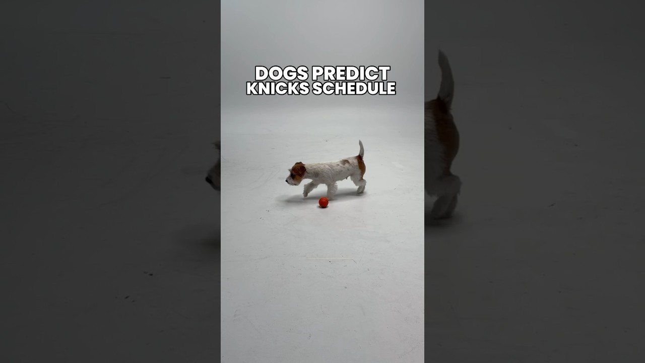 who let the dogs out 🐶 #nyknicks #basketballshorts #schedulerelease #puppies